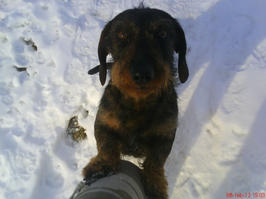 Nikto nieje vernejší priatel človeka ako jeho pes