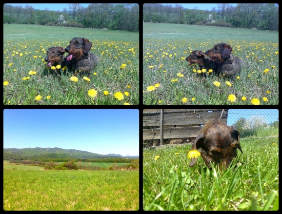 Pondelková prechádzka :)