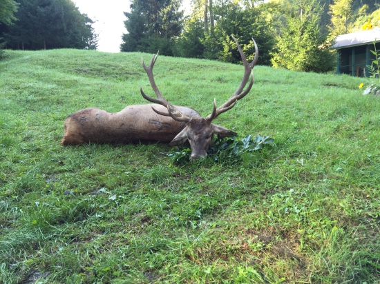 Hirsch