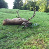 Hirsch