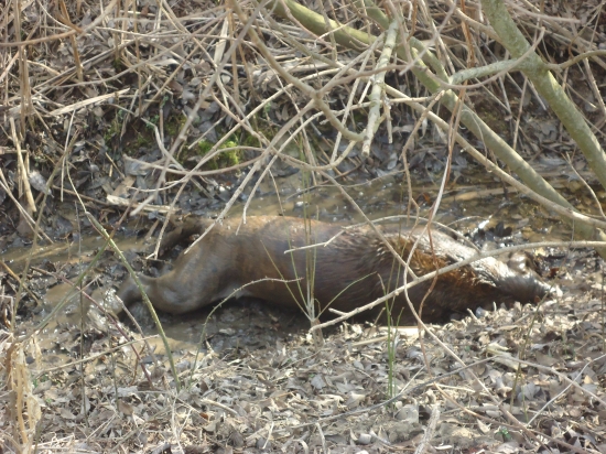 Rašelinový zábal :-D