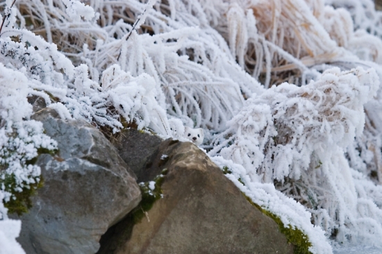 Hranostaj čiernochvosty