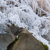 Hranostaj čiernochvosty