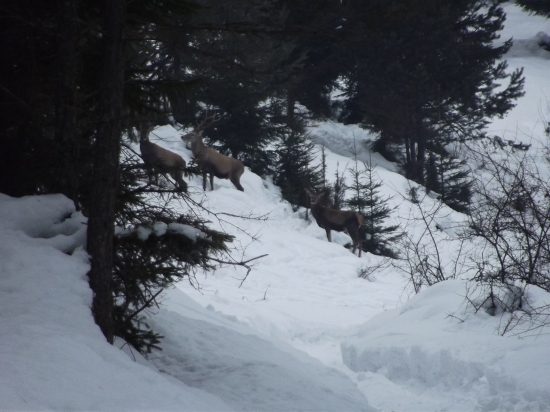 Odchádzajú od kŕmenia