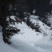 Odchádzajú od kŕmenia