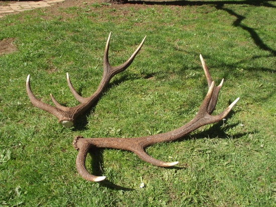 nepárny dvanástorák