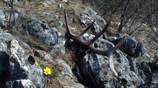 skalar