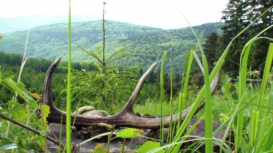 U kamarata na prechadzke