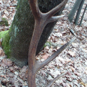 spomienky