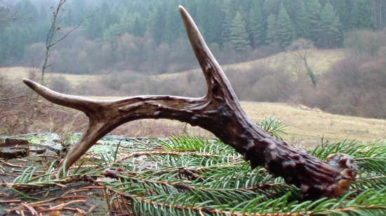 U kamarata na prechadzke,zas o rok