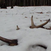 narodeninovy-dakujem!