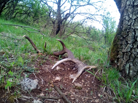 Tam kde stromy rozpravaju...