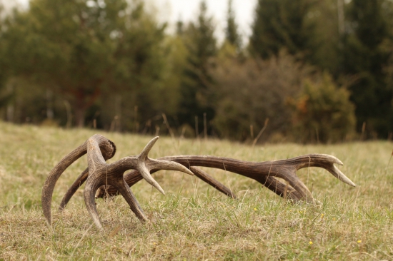 Kamarátové trojkilové :-)