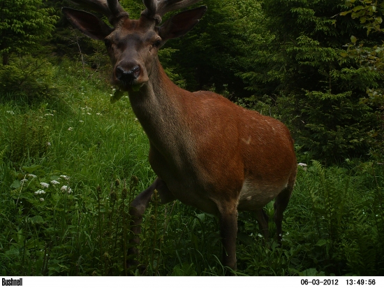 Krabička, tak teba som tu ešte nevidel!