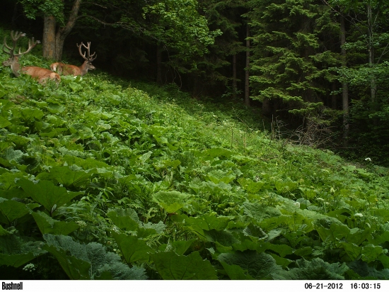 Velikán vo veľkých lopúchoch