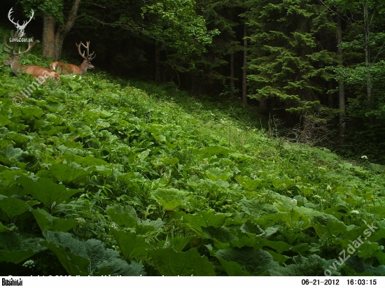 Velikán vo veľkých lopúchoch