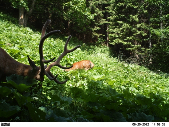 Osmorák s kamarátom v lopušinke
