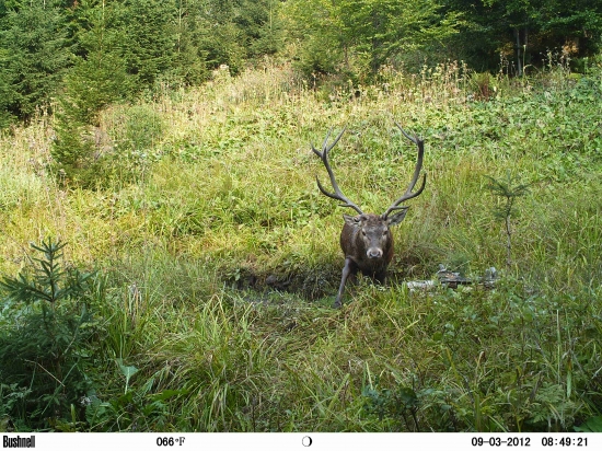 Pohľad jeleňa.