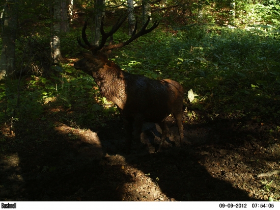 Pán čriedy v kalužisku.