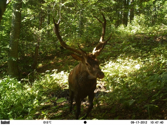 Zhasína mu sviečka.