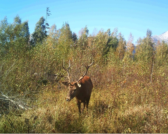 Podkriváňsky jeleň.
