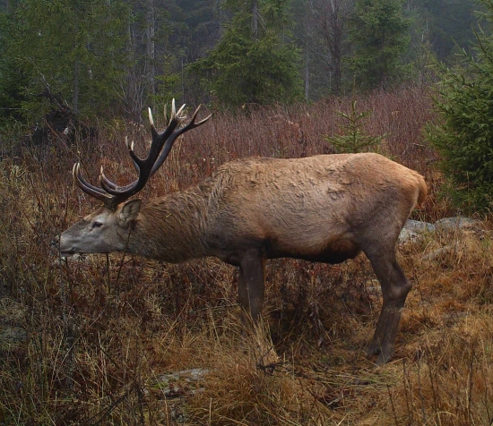 Obžierajúc púčiky.