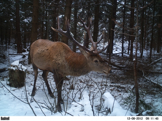 Parohatô v prebierke.