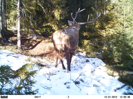 Silvestrovský jelenko.