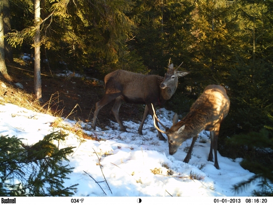 Kraťúch a dlháň.