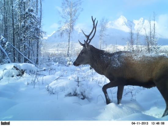 Jelenčok-tatrančok.