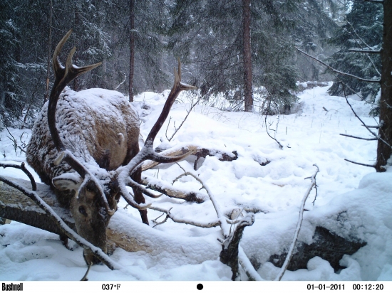 Zasnežený paroháč.