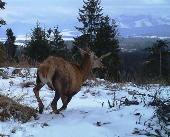 To je hanba, zdrhám!!!