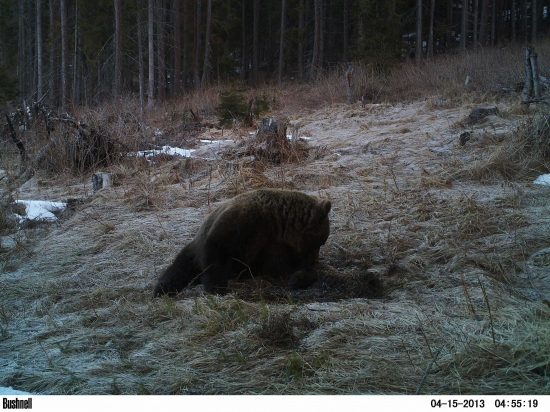 Keď si maco blšky vyhrýza.