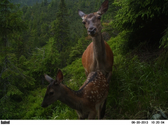 Bodkovaný wildlife.