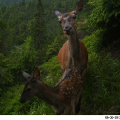Bodkovaný wildlife.