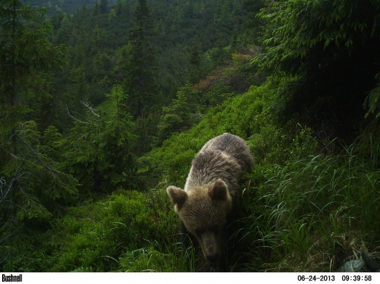 Predátor čučoriedkový.