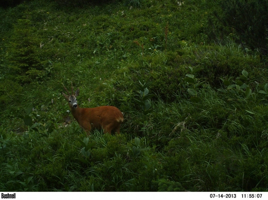 Srnček spod kosodrevia.