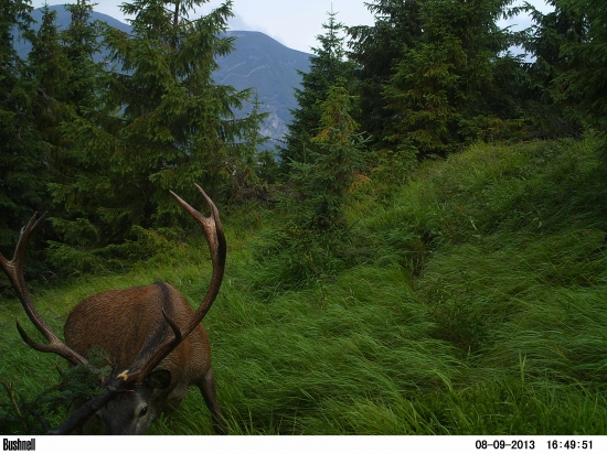 Kráľ lesnej čistinky.