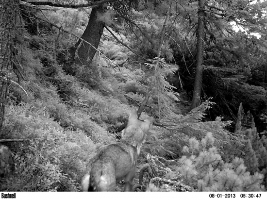 Tĺčko podlimbový.