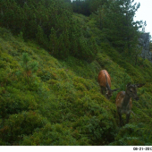 Bambi s mamčou.