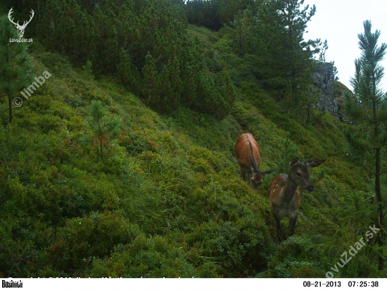 Bambi s mamčou.