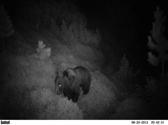 Macko ide proti noci.