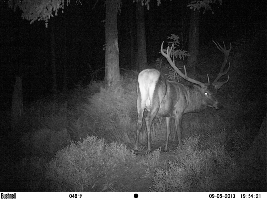 Vykrútený bujačko.