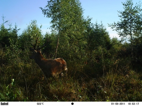 Hľadajúci za ránka.