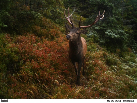 Jelenčo v pocukrovanom lese.