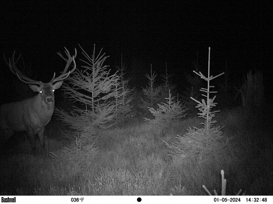 Macher bez očníka.