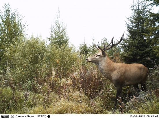 Prvooktóbrový jelenko.