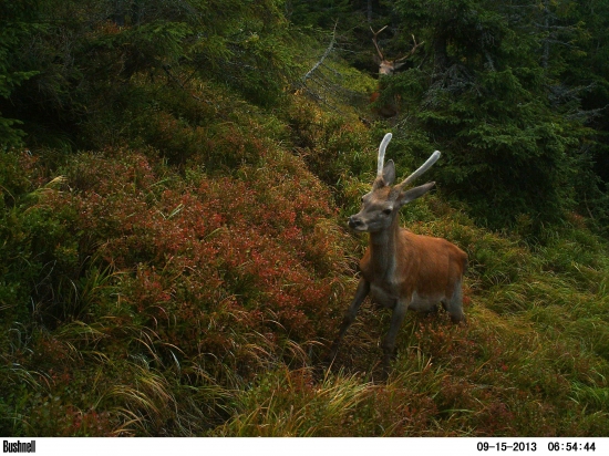 Prieskumník napred!