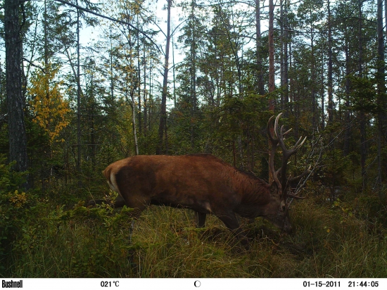 Rebriňák mokraďový.