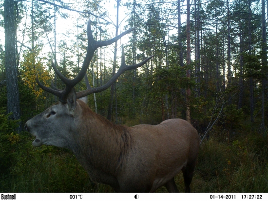 Komunikatívny pánko.